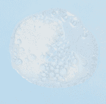 Gel Lavant 2 en 1 BIOLANE – Corps & Cheveux Bébé | Douceur & Protection